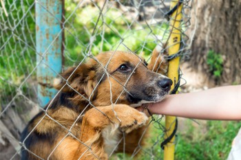 Rabies Jadi Penyakit Paling Mematikan di Dunia