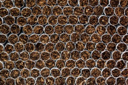 Rp3,17 Triliun Hasil Cukai Rokok Mengalir ke Daerah