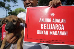 Ini Dia Bahaya Konsumsi Daging Anjing, Yakin Masih Nekat Makan?