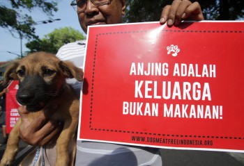 Ini Dia Bahaya Konsumsi Daging Anjing, Yakin Masih Nekat Makan?