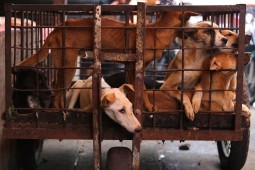 Yang Rentan Terkena Rabies di ”Industri” Olahan Daging Anjing