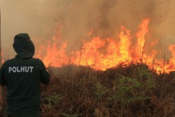 Kebakaran Hutan 2015 Seluas 39 Kali DKI Jakarta