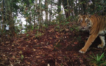 Jalan Panjang Melipatgandakan Populasi Harimau Sumatra