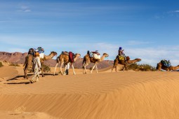 Menjelajah Gurun Sahara dari 5 Penemuan Unik
