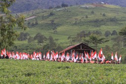Sejarah Kebun Teh Kemuning: Dulu Kopi, Kini Daun Emas