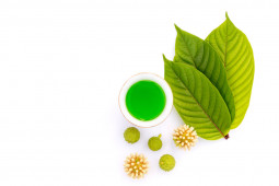 Kratom: Obat Segala Penyakit Atau Candu Narkotika