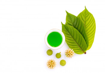 Kratom: Obat Segala Penyakit Atau Candu Narkotika