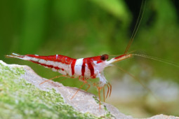 Melihat dari Dekat Udang Hias Langka Asli Sulawesi