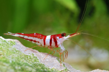 Melihat dari Dekat Udang Hias Langka Asli Sulawesi