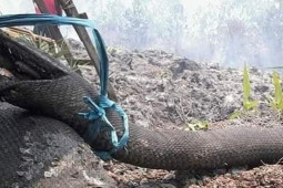 Kebakaran Hutan Bunuh Raja Piton, Deretan Hewan Ini di Ambang Kepunahan