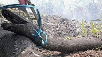 Kebakaran Hutan Bunuh Raja Piton, Deretan Hewan Ini di Ambang Kepunahan