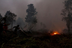 Berjibaku Memulihkan Ekosistem Gambut di Tengah Bara Karhutla