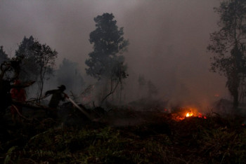 Berjibaku Memulihkan Ekosistem Gambut di Tengah Bara Karhutla