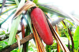 Buah Merah, Rahasia Stamina Tinggi Orang Papua