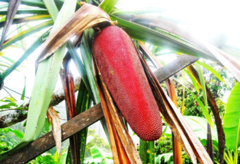 Buah Merah, Rahasia Stamina Tinggi Orang Papua