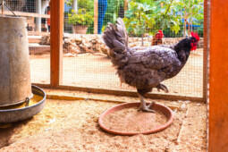 Bila Tiap Rumah Wajib Pelihara Ayam