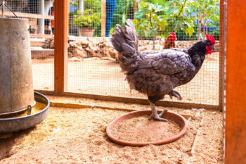 Bila Tiap Rumah Wajib Pelihara Ayam