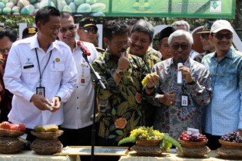 Anggur Janetes yang Diklaim Semanis Anggur Prancis