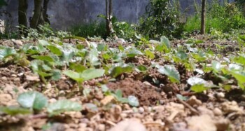 Purwaceng, Tanaman Ajaib yang Kian Langka