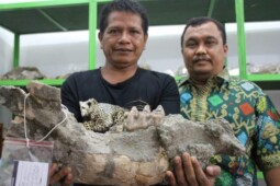 Nenek Moyang Manusia Sangiran dari Bumiayu?