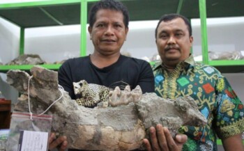 Nenek Moyang Manusia Sangiran dari Bumiayu?