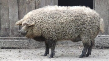 Bulu Babi yang Tidak Mengandung Babi