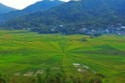 Berwisata ke Sawah Berbentuk Sarang Laba-Laba di Manggarai