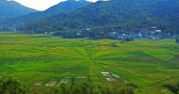 Berwisata ke Sawah Berbentuk Sarang Laba-Laba di Manggarai