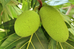 Buah Sukun: Dulu untuk Budak Kini Jadi Makanan Masa Depan