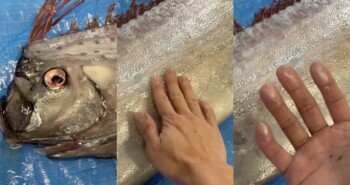 Mitos Ikan Oarfish Jadi Penanda Tsunami, Benarkah?