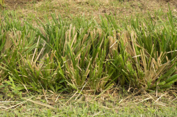 Mengenal Vetiver, Rumput Perkasa Penangkal Longsor