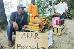 Ketika Air Rebusan Akar Bajakah Dibagikan Cuma-Cuma