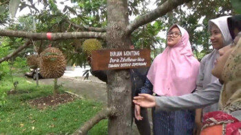 Taman Botani Sukorambi yang Wajib Didatangi Penyuka Durian