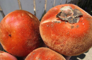 Bisbul, Buah Kaya Manfaat yang Terlupakan
