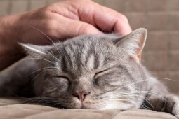 Sering Tak Disadari, Ini Gejala Kucing Terserang Virus Distemper