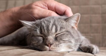 Sering Tak Disadari, Ini Gejala Kucing Terserang Virus Distemper