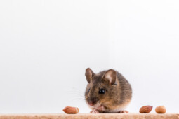Berbeda dengan Virus Corona, Seberapa Bahaya Hantavirus?