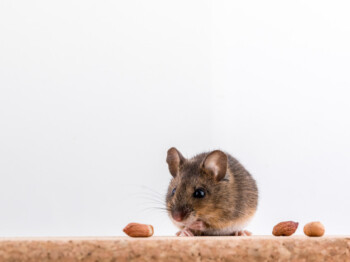 Berbeda dengan Virus Corona, Seberapa Bahaya Hantavirus?