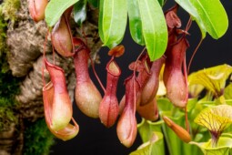 Cantik Tapi Mematikan, Ini Sederet Tumbuhan Karnivora Pemakan Hewan