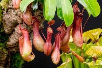 Cantik Tapi Mematikan, Ini Sederet Tumbuhan Karnivora Pemakan Hewan
