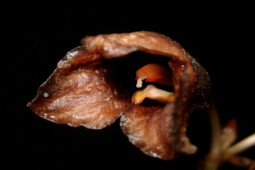 Gastrodia Bambu, Spesies Anggrek Hantu yang Suka Kegelapan