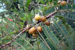 Disebut Buah Surga, Ini Sederet Manfaat Buah Malaka