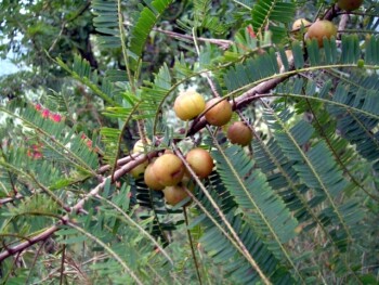 Disebut Buah Surga, Ini Sederet Manfaat Buah Malaka