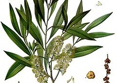 7 Produk Kecantikan yang Mengandung Eucalyptus
