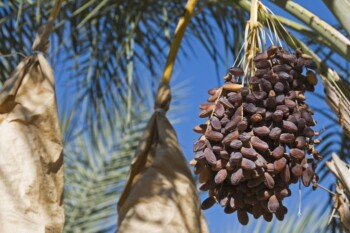Seluk Beluk Budi Daya dan 5 Negara Penghasil Kurma Terbesar di Dunia