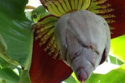 Bisa Atasi Diabetes hingga Kanker, Ini Cara Mengolah Jantung Pisang