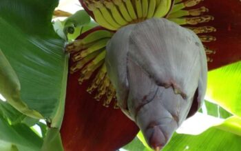 Bisa Atasi Diabetes hingga Kanker, Ini Cara Mengolah Jantung Pisang