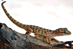 Mengenal Tokek Jatnai, Spesies Reptil Baru Endemik Bali