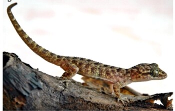 Mengenal Tokek Jatnai, Spesies Reptil Baru Endemik Bali
