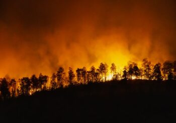 Ini Pemicu Pandemi di Masa Depan, Salah Satunya Kerusakan Lingkungan